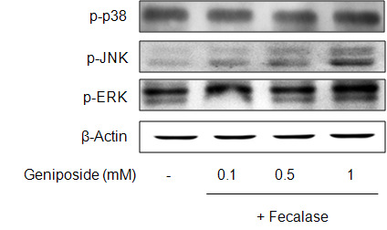 Effects of activated geniposide on the JNK pathway. Western blotting analyses of p-JNK, p-ERK, and p-p38 proteins.