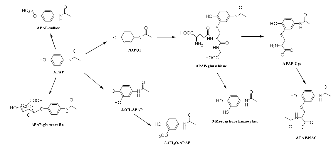 Acetaminophen metabolic pathway