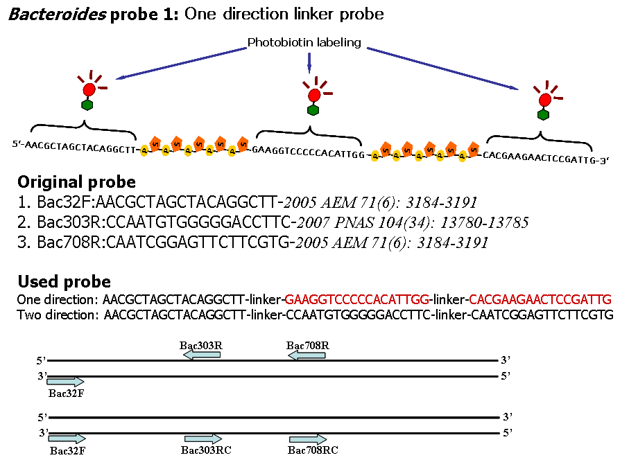 Bacteroides group linker probe의 구성과 16S rDNA에서의 target 부분