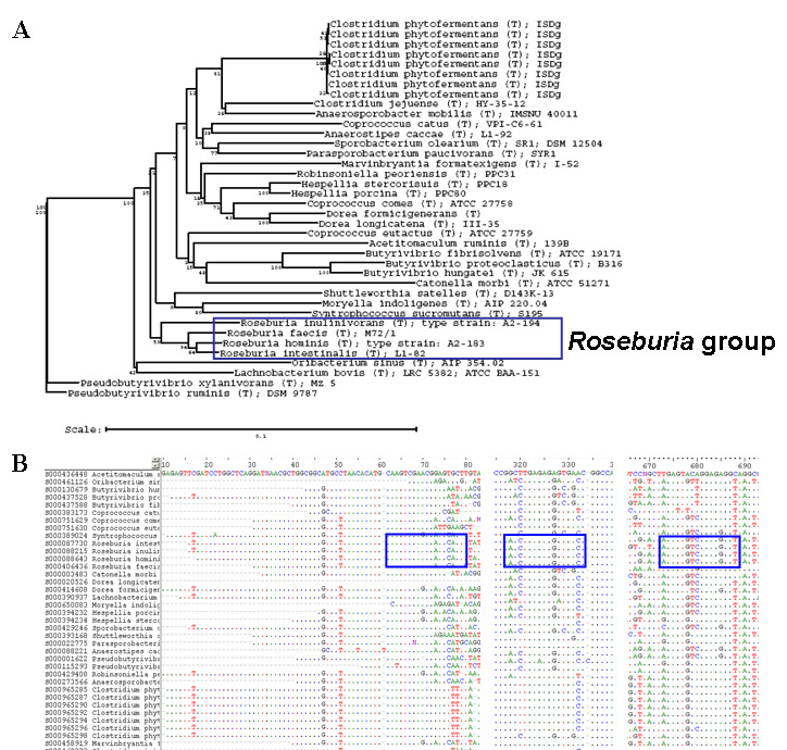 인체의 장내에서 butyrate를 생산하는 미생물 그룹젓의 하나인 Roseburia 그룹의 phylogenetic tree (A)와 Roseburia 속을 포함하는 상위 family 미생물들의 16S rDNA 염기서열을 pairwise alignment 하여 group specific probe 설계 (B)