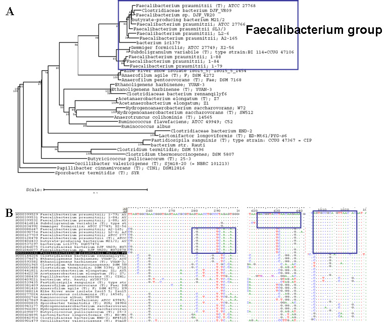 인체의 장내에서 butyrate를 생산하는 미생물 그룹젓의 하나인 Faecalibacterium 그룹의 phylogenetic tree (A)와 Faecalibacterium 속을 포함하는 상위 family 미생물들의 16S rDNA 염기서열을 pairwise alignment하여 group specific probe 설계 (B).