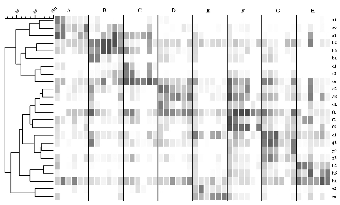 메타지놈 DNA칩 상에서 나타난 한국인 장내 미생물 군집을 정량, 정성적으로 분석한 후, 각 샘 플간의 유사도를 pearson coefficeint를 이용하여 계산하였으며, 이를 바탕으로 UPGMA clustering방법으 로 표시하였음.