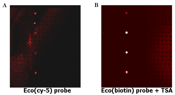 E.coli 특이적인 probe를 이용하여 sgnal을 확인한 모습