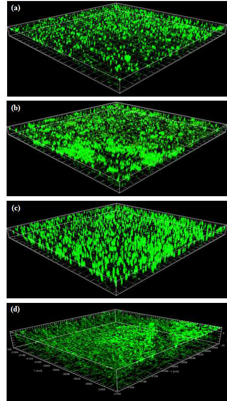 온도 상승에 따른 E. coli O157:H7 biofilm의 증식 패턴. (a) 25 ℃, (b) 27 ℃, (c) 29 ℃, (d) 31 ℃