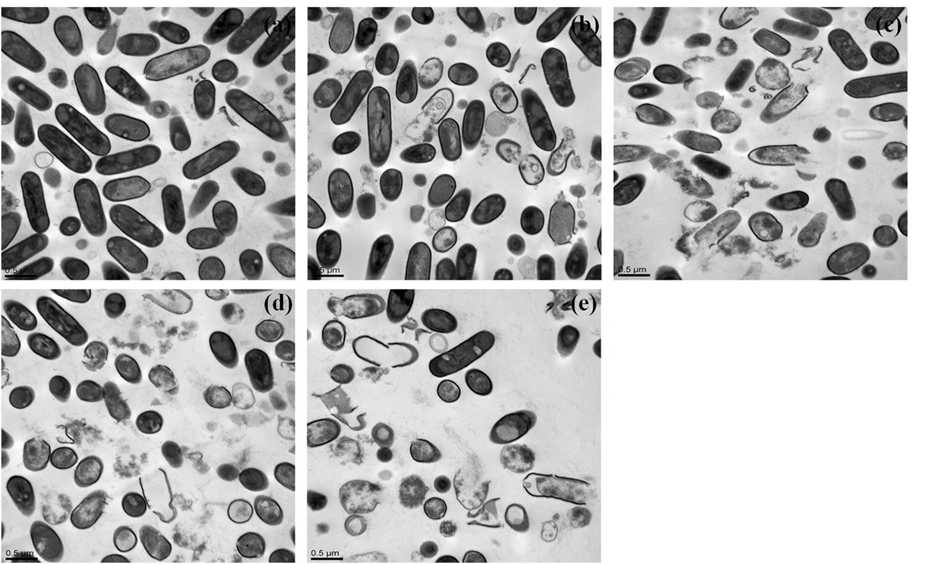Transmission electron microscopy photographs of Listeria monocytogenes on spinach surface treated with non-treated (A), 1 % (B), 3 % (C), 5 % (D) and 10 % (E) HPV for 10 min