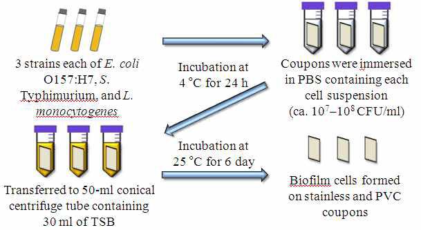 Biofilm formation procedure