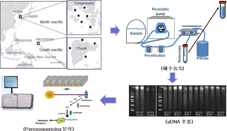 Pyrosequencing 분석을 이용한 박테리아 분석 과정 모식도