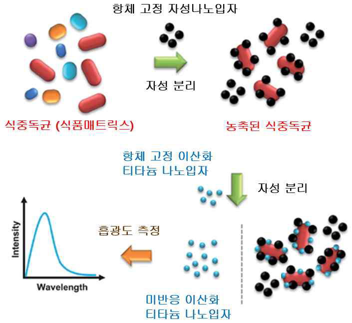 자성 나노입자 및 광촉매 나노입자 기반 신속검출법 모식도