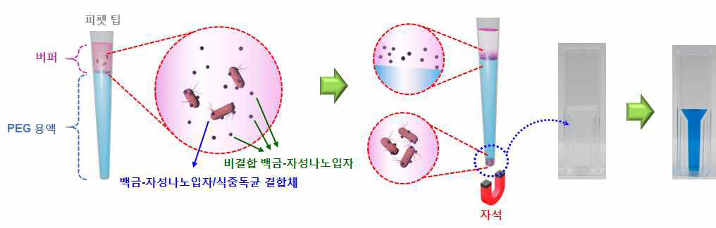 백금-자성 나노입자 클러스터 기반 자기영동 크로마토그래피 민감도 향상 모식도