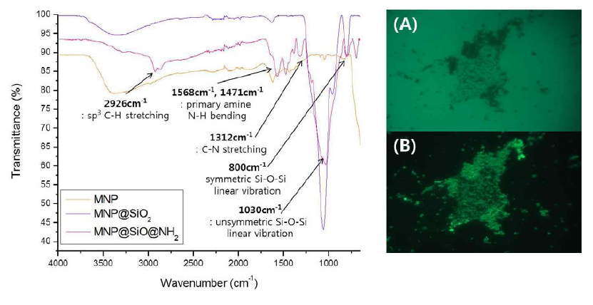 자기나노입자의 표면 작용기 확인 (좌) IR spectrum (우) 나노입자 표면의 amine기와 반응한 FITC