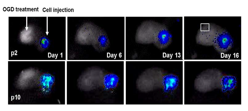 In vivio imaging을 이용한 계대배양에 따른 줄기세포 생착 및 생존