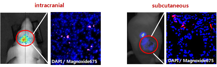 immunohistocehmistry (blue: DAPI, red: NIR)