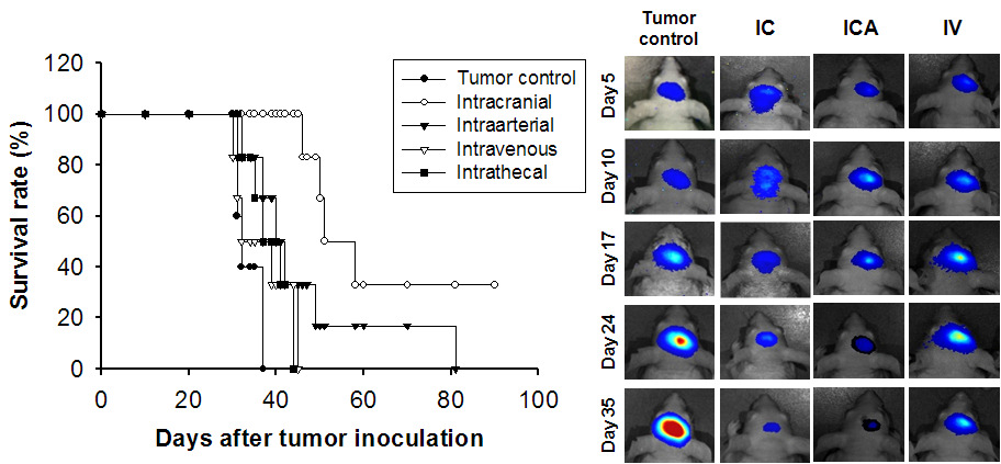 survival graph, tumor size