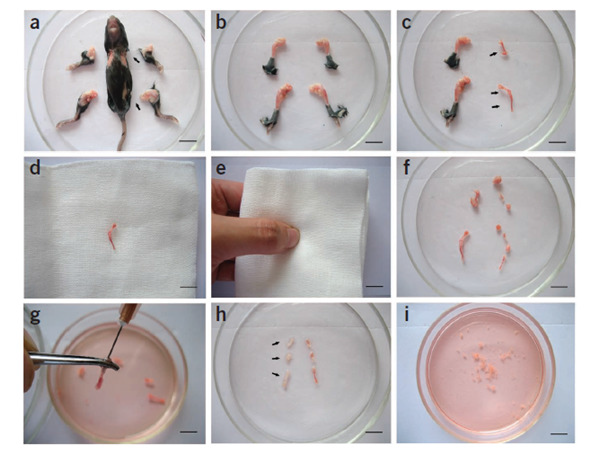 A procedure for isolation and culture of mesenchymal stem cells from ICR mouse compact bone