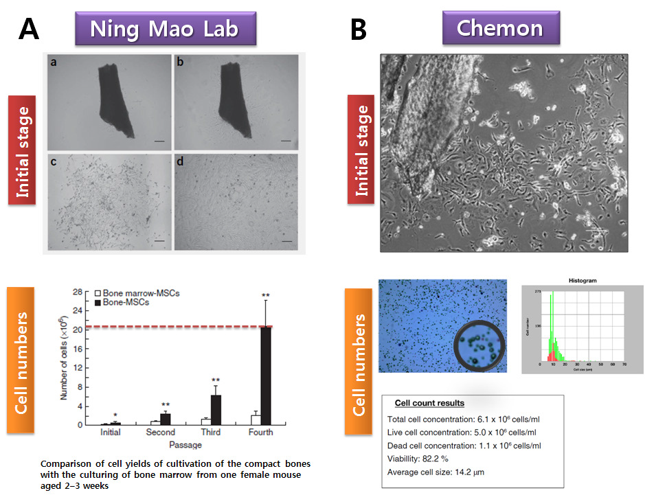 A result comparison for culture of mesenchymal stem cells from ICR mouse compact bone