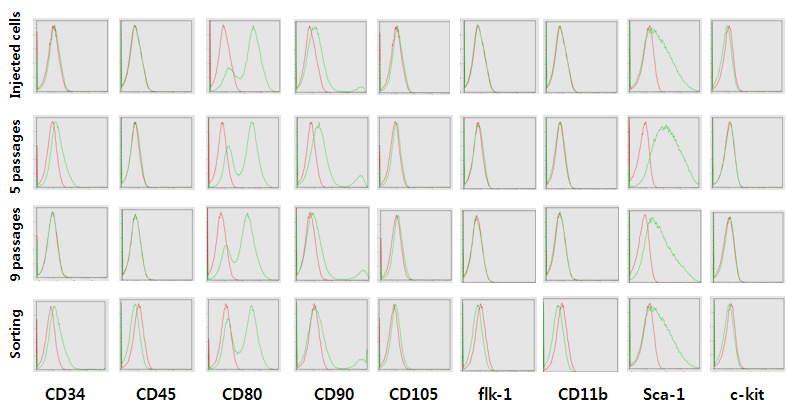 FACS- expression analysis of mesenchymal stem cells from ICR mouse *FACS: fluorescence activated cell sorting