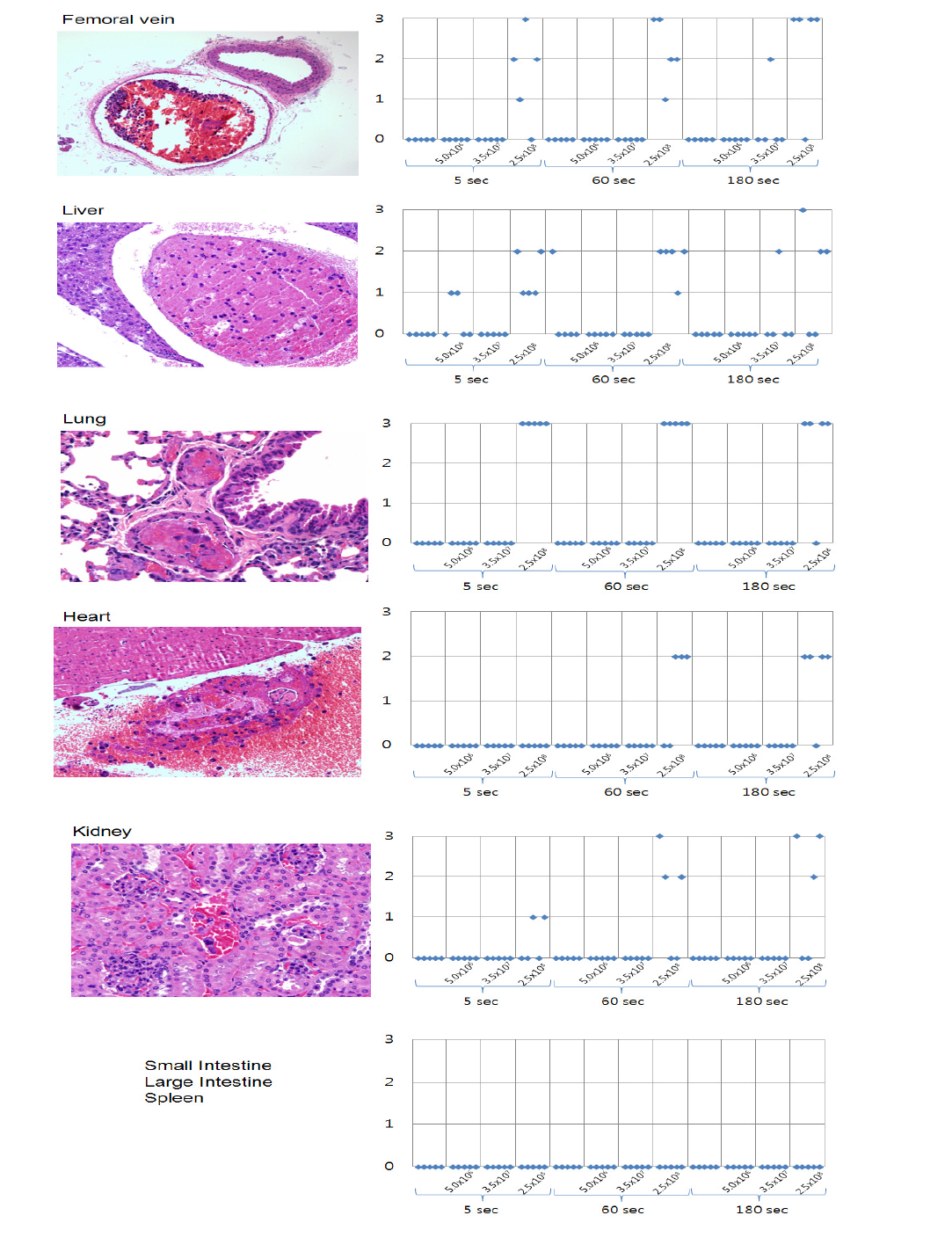 Hematoxylin & Eosin (H&E) staining of each tissue in mouse mesenchymal stem cells injected mice