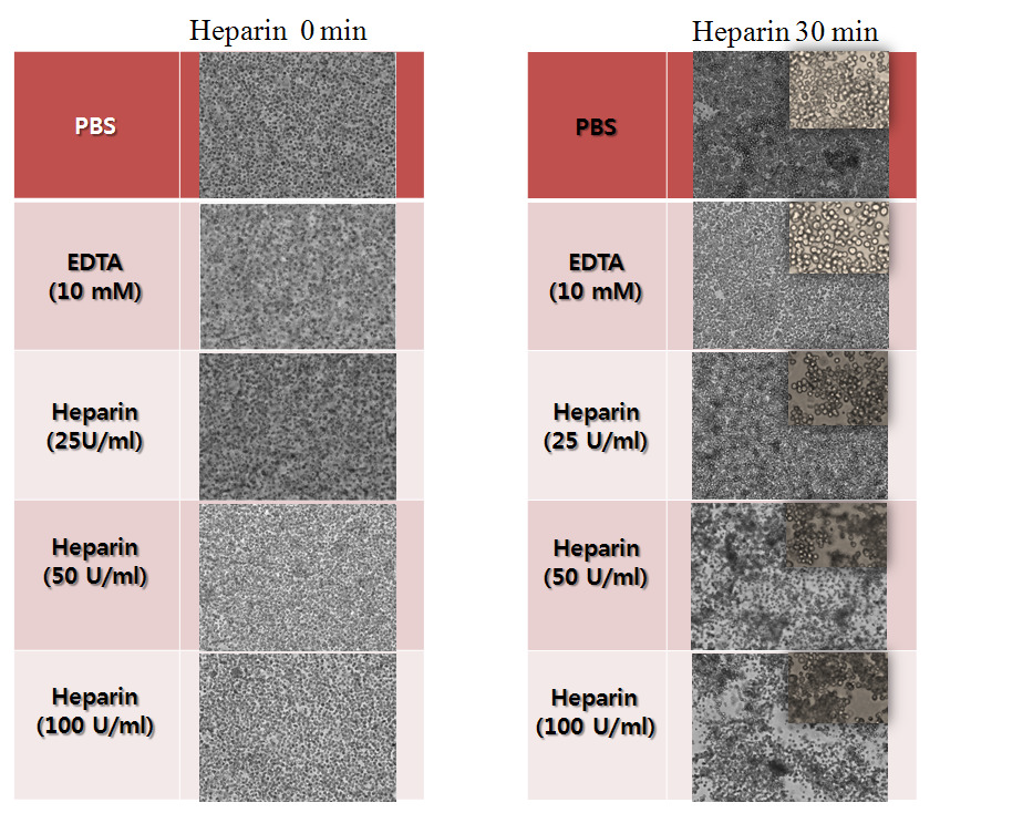 The effect of heparin treatment in mouse mesenchymal stem cells injected mice