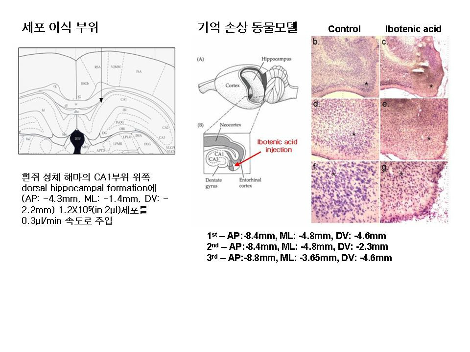성체줄기세포의 뇌이식 부위와 기억 손상 모델 흰쥐의 제작