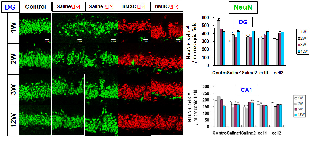 단회 및 반복투여: 흰쥐 해마 DG부위로 hMSC의 기계적 정위 미세주입- 단회 및 반복투여 후 1-12주 신경세포수 감소 확인. 주입 부위 락늘 흔적을 포함하는 CA1과 DG 각각 4개의 microscopic field에서 세포수를 측정한 결과 1주에 감소한 세포수가 12주에 거의 회복됨