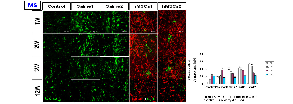 흰쥐 대뇌 해마 CA1 부위로의 기계적 정위 미세 주입후 활성 소교세포가 크게 활성화되나 12주후 감소함.