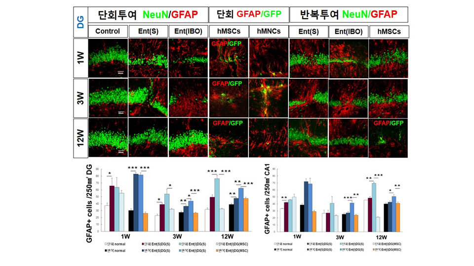 퇴행성 뇌질환 모델 흰쥐 DG 부위로의 기계적 정위 미세 주입후 각 주차별 성상세포 활성화 확인.*p<0.05, **p<0.01, ***p<0.001 compared with Control, One-way ANOVA