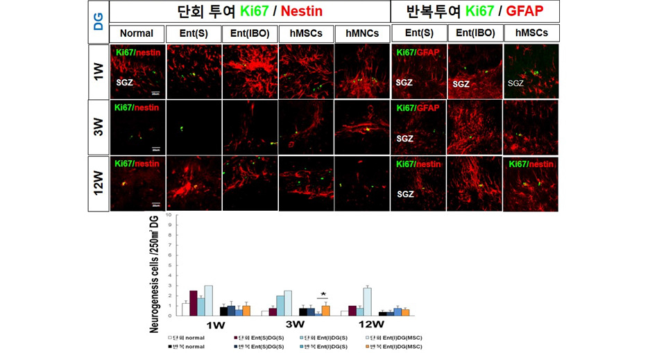 퇴행성 뇌질환 모델 흰쥐 DG 부위로의 기계적 정위 미세 주입1주후 DG와 CA1에서 내재성 신경줄기세포 증식 촉진. *p<0.05, **p<0.01, ***p<0.001 compared with Control, One-way ANOVA