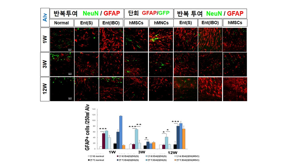 퇴행성 뇌질환 동물모델 흰쥐 해마 Alveus 부위로의 기계적 정위 미세 주입 1-12주 후 성상세포 활성화 확인. 줄기세포 주입 후 성상세포 활성화 감소함 *p<0.05, **p<0.01, ***p<0.001 compared with Control, One-way ANOVA
