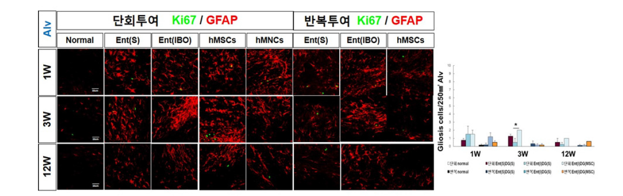 퇴행성 뇌질환 모델 흰쥐의 해마 Alveus 부위로의 정위 주입후 Ki67+nestin+, Ki67+GFAP+NSC의 증식. gliosis는 없는 것으로 보임.*p<0.05, **p<0.01, ***p<0.001 compared with Control, One-way ANOVA