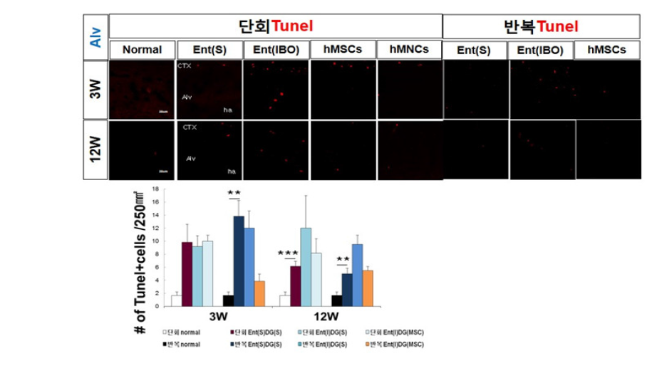 퇴행성 뇌질환 모델 흰쥐 해마 Alveus 부위로의 정위 미세 주입후 세포사멸 평가: 줄기세포 주입후에 1주차에 세포사멸이 증가하고 12주 후에 다소 감소함.*p<0.05, **p<0.01,***p<0.001 compared with Control, One-way ANOVA