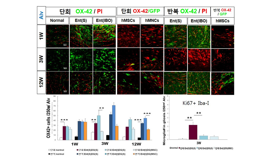 퇴행성 뇌질환 동물모델 흰쥐 해마 alveus 부위로의 단회 및 반복 기계적 정위 미세 주입후 각 주차별 OX-42 염색에의한 뇌염증반응 분석.*p<0.05, **p<0.01, ***p<0.001 compared with Control, One-way ANOVA
