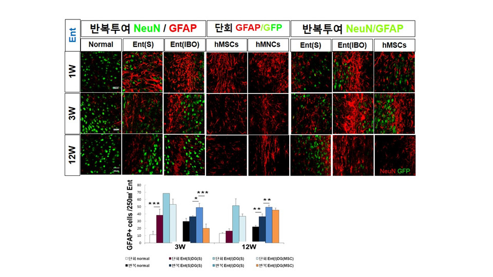 퇴행성 뇌질환 동물 모델제조를 위해 흰쥐 대뇌 Ent 부위로의 기계적 정위 미세주입후 성상세포 활성화 *p<0.05, **p<0.01, ***p<0.001 compared with Control, One-way ANOVA