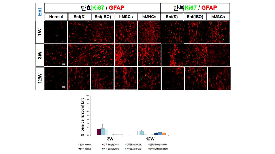 퇴행성 뇌질환동물 모델제조를 위해 흰쥐 대뇌 Ent 부위로의 기계적 정위 미세주입후 gliosis 여부 확인.*p<0.05, **p<0.01,***p<0.001 compared with Control, One-way ANOVA