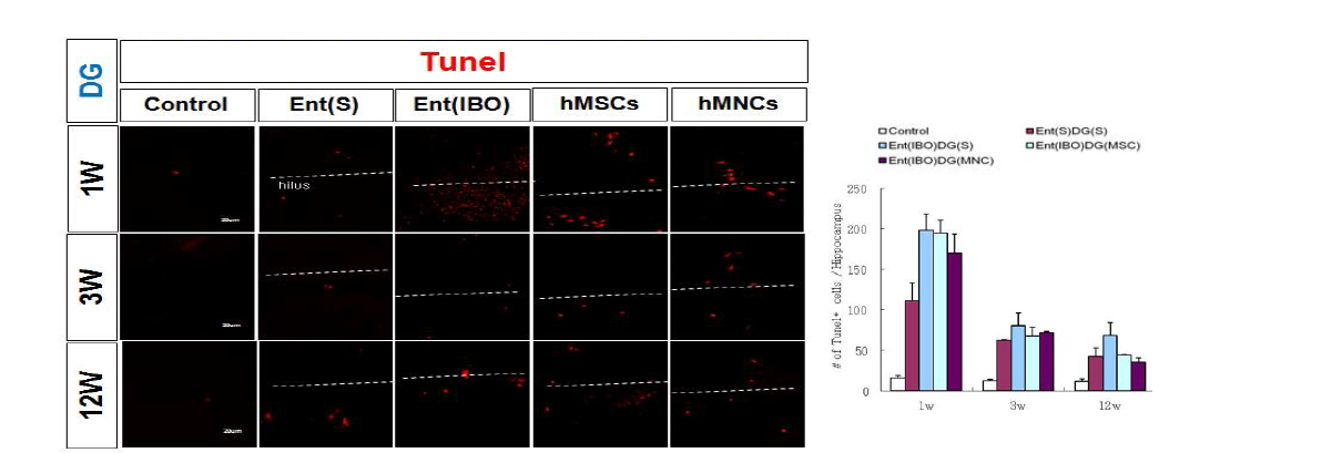 퇴행성 뇌질환 동물 모델 DG와 CA1부의로의 기계적 정위 미세 주입후 세포사멸 평가