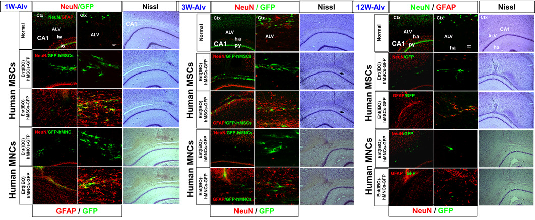 hMSC와 비교하여 hMNCs를 뇌질환 모델 흰쥐 Alveus에 이식한 1-12 주후 성상세포 활성화와 줄기세포 편입 및 분화 확임함