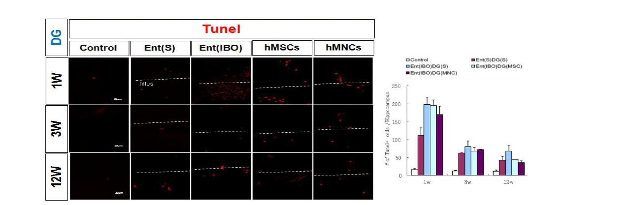퇴행성 뇌질환 동물 모델 DG와 CA1부의로의 기계적 정위 미세 주입후 세포사멸평가