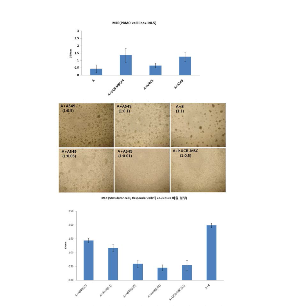 대상세포 (stimulator cell)과 반응세포 (responder cells)의 MLR 반응 비율