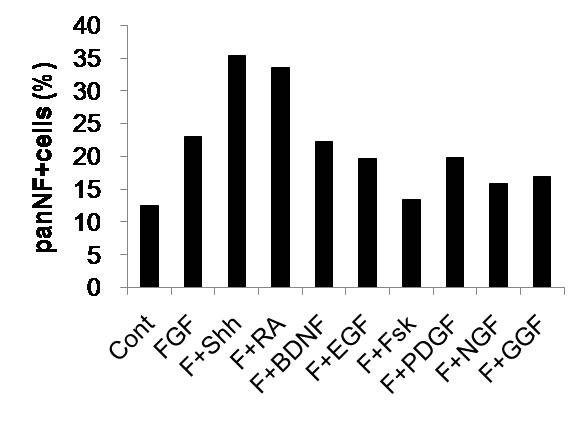 FGF을 함유한 N2배지에서의 신경성장인자에 따른 G2세포의 신경분화율
