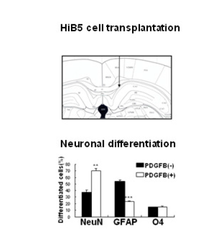 정상 흰쥐에 PDGF 처리된 신경줄기세포 이식 후 신경세포 분화 관찰