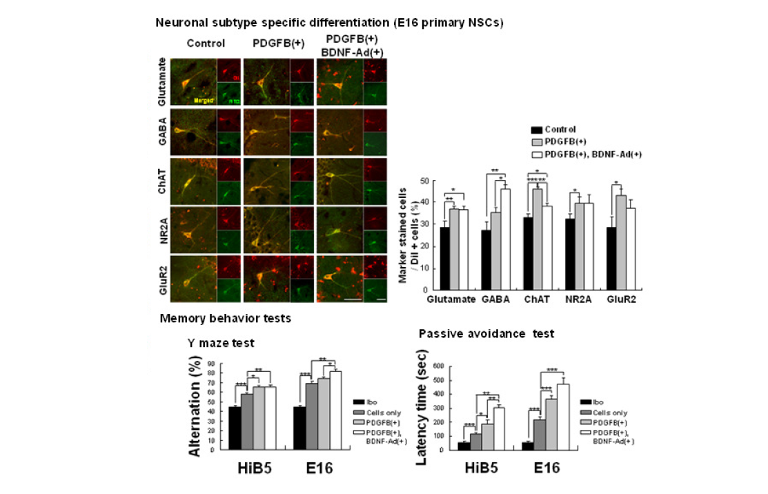 기억손상 동물모델에 이식한 신경줄기세포에 의한 세부 타입별 신경 세포 분화 및 기억행동 항진
