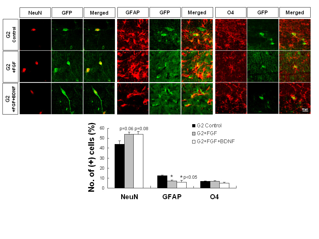 기억손상 흰쥐 모델에 이식한 사람 신경줄기세포 (G2 cell)의 신경세포 및 glia로의 분화율 확인