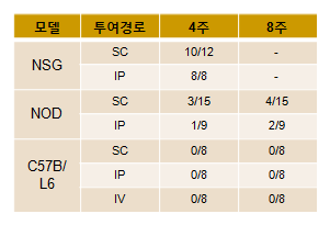 HT1080 암세포주를 이용한 투여경로에 따른 종양형셩 분석