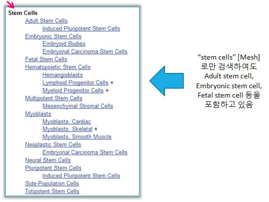 줄기세포 관련 검색어 “Stem cells