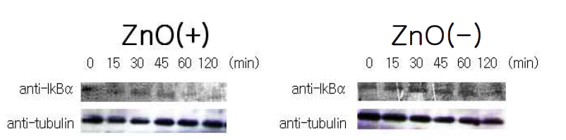 U373 세포에서 ZnOSM20,(-), ZnOSM20,(+)에 따른 IkB 활성화 측정