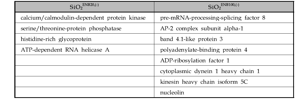 뇌 균질액에서 SiO2ENB20,(-)와 SiO2ENB100,(-)에 특이적으로 결합한 단백질 리스트