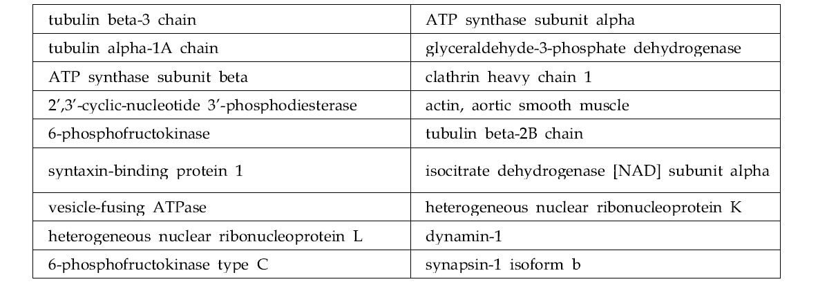 뇌 균질액에서 SiO2ENB20,L-arg와 SiO2ENB100,L-arg에 공통적으로 결합한 단백질 리스트