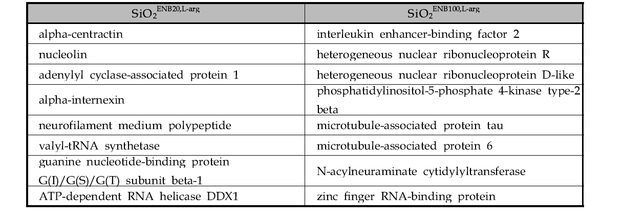 뇌 균질액에서 SiO2ENB20,L-arg와 SiO2ENB100,L-arg에 특이적으로 결합한 단백질 리스트