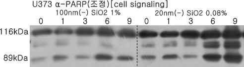 SiO2에 의한 신경세포주내 Poly (ADP-ribose) polymerase (PARP) cleavage분석