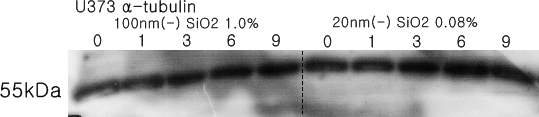 (계속) SiO2에 의한 신경세포주내 Poly (ADP-ribose) polymerase (PARP) cleavage분석