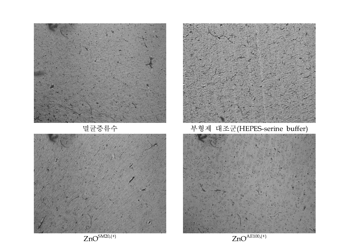 ZnOSM20,(+), ZnOAE100,(+) 90일 반복 경구투여군의 대뇌